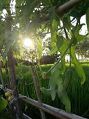 石渊村 夕阳照耀下的菜园，妈妈种的丝瓜。