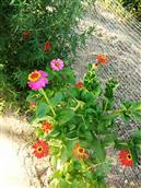 石渊村 妈妈在篱笆网旁种的花开得正灿烂！
