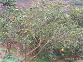 石龙社区 家乡柠檬树特多，但无人经管。果子在树上都没采摘。