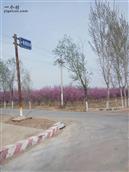 河北省,衡水市,饶阳县,留楚乡,南善旺村