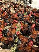 考疃村 多漂亮的公鸡，散养，健康，无药残，吃的放心，乃上乘美味。