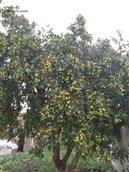 甘吕邱村 这是老家的大枣树，虽然几十年了，仍然硕果磊