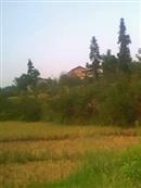 桃花村 2012年桃花村六组八月份，房屋显示点为高竹院子
