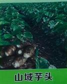 广东省,湛江市,遂溪县,河头镇,山域村