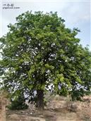 东蒙村 村东头沟口皂角树，树龄四十多年