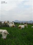 陶王庄村 优质奶山羊