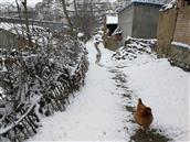 小庄村 雪地里的老母鸡🐔 。