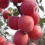 苗家村 苗家村百分之九十九都是红富士苹果 