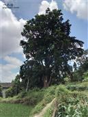 柴皮村 国家一级保护五百多年古树红豆杉