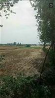 戚坡村 收割后的麦地。