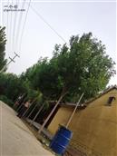 山东省,滨州市,惠民县,石庙镇,刘家堡村