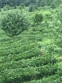 法镇村 陕西绿茶茶园基地