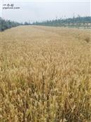 北务村 即将成熟的小麦