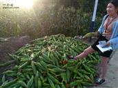 横石村 横石村，搞的甜玉米，也是脱贫攻坚项目，希望越来越好