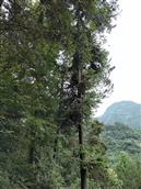 湖北省,恩施州,鹤峰县,铁炉乡,三望村