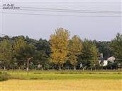 竹湖村 