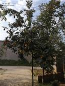 甘井村 门前的柿子树