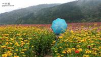连家砭村 这是8月份的照片，10月份这些花还开着吗？