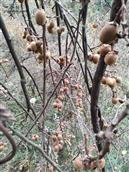 甘肃省,陇南市,康县,迷坝乡,八罗村