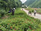 甘肃省,陇南市,康县,迷坝乡,八罗村