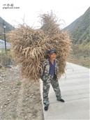 甘肃省,陇南市,康县,迷坝乡,八罗村