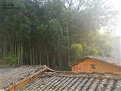 新庄村 晨光下的竹林