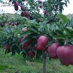 龙集寨村 龙集寨村种植的苹果🍎 和大樱桃，口感纯正，无污染，由于早晚温差大的有利因素所以深受客户的好评！