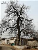 前石河村 村里的千年老槐树。
