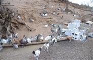 格瓦村 宁蒗高原鸡（种苗驯化图片）——宁蒗县拉伯格瓦开元土鸡养殖厂