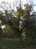 平头沟村 水泉旁的老核桃树！