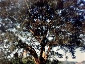高洞社区村 三十年前龙蟠山上的黄角树