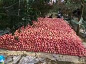 临平村 盛产红富士苹果