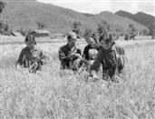 唐家村 69年4月被分到田心大队下陆图二队插队，这是集体户三位同学和生产队长的合影。