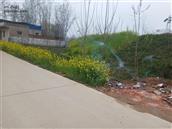 郭庄村 村民利用河堤种植的油菜花！