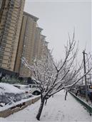 大井社区 雪景