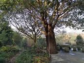 云锋村 云峰村五社村民蒋某某的速成大树，树经1.2米，树寇18米(六年，已申请国家专利)。
