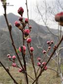 甘肃省,陇南市,康县,迷坝乡,八罗村