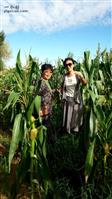 富北村 16年8月，我们一行去了原插队的地方（阔别45年后第一次回去），看到黑土地的玉米，感慨万千…………