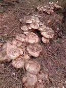 黄坪村 野蘑菇