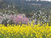 礼台观村 席家榜的三月，花香蜂忙春意浓。
