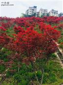 桐树村 三月春风染红叶，万山红遍似彩霞