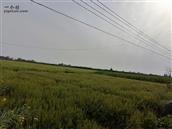吉汉村 青绿的庄稼，碧蓝的天空，几横电线……