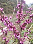 甘肃省,陇南市,康县,迷坝乡,八罗村