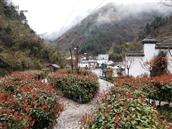 甘肃省,陇南市,康县,迷坝乡,八罗村