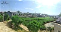 李马坪村 村的必经之路的风景