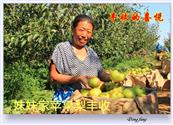 红槽村 妹妹家苹果梨丰收了。