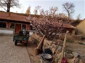 山西省,朔州市,右玉县,牛心堡乡,盘石岭村