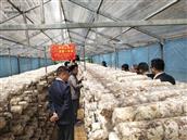 小沟口村 新合并西河村香菇产业园带动贫困户脱贫致富
