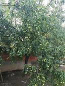 大褚社区村 我是大褚社区人，图片庭院内的枣树是多年前栽种的，现在枝繁叶茂，果实累累。