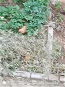 安阳沟村 徐家河口小区有几十只小鸡在外散养，望有关单位和领导，给予管理为盼